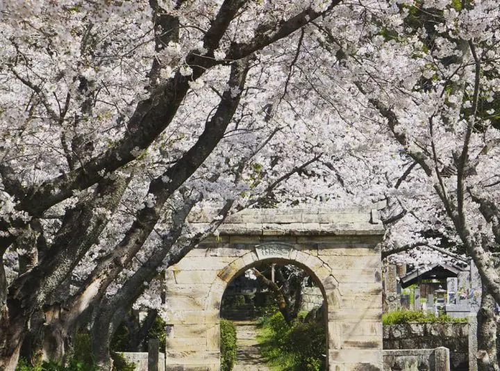 日本櫻花季節資訊 & 賞櫻景點 44選2022年版