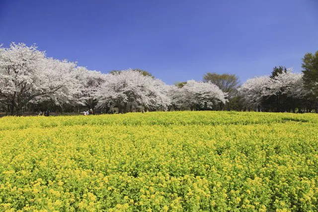 東京的櫻花景點20選 & 看點情報(2022年版)