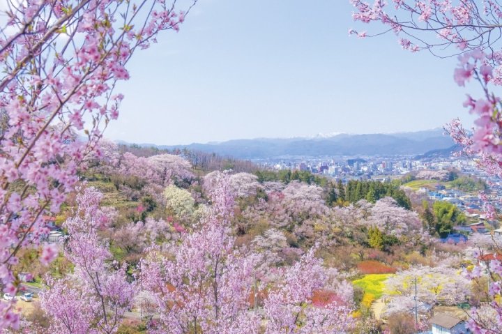 花見山