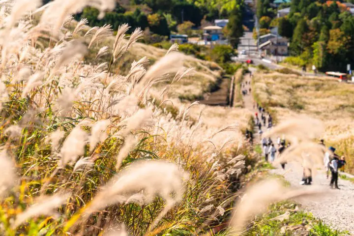 Hakone Day Trip: Visit Museums, Shrines, and Owakudani Valley