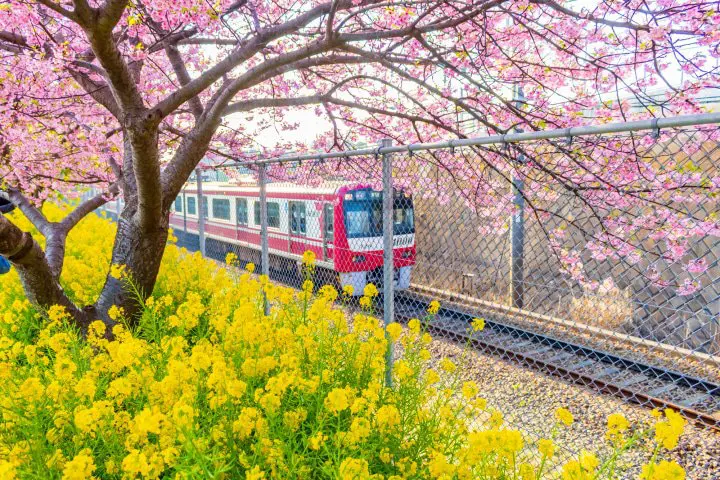 利用超值「Misaki Maguro Day Trip Ticket 」去三浦半島賞櫻吃鮪魚