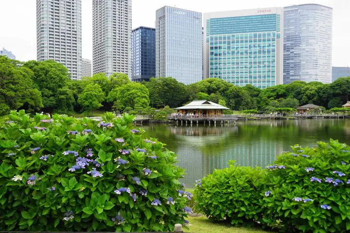 Best Hydrangea Spots In And Around Tokyo