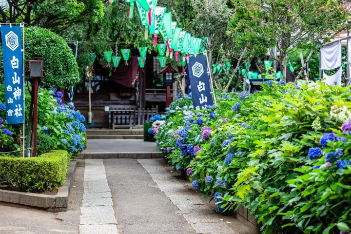 Best 5 Hydrangea Spots In And Around Tokyo