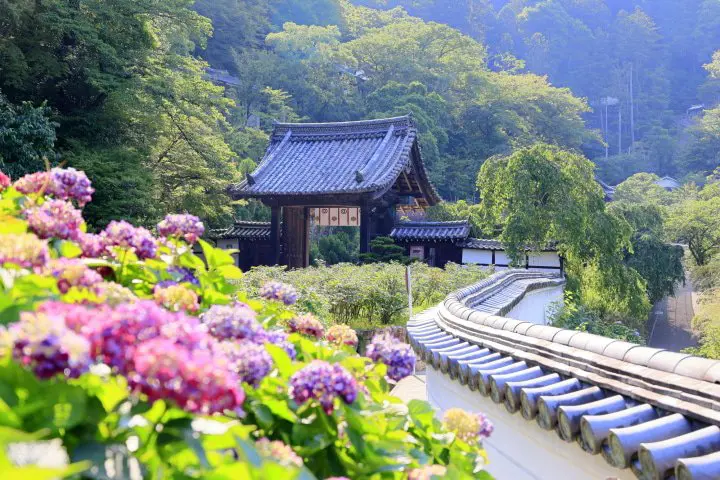 Best 5 Hydrangea Spots In And Around Tokyo - The Joy Of The Rainy Season