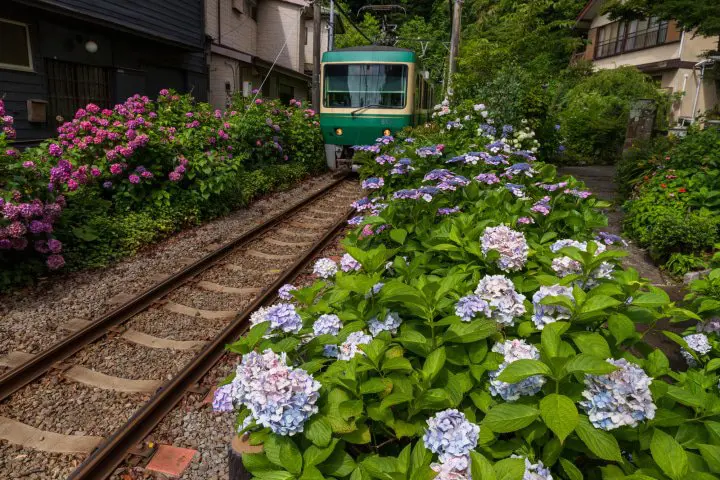 Best 5 Hydrangea Spots In And Around Tokyo - The Joy Of The Rainy Season