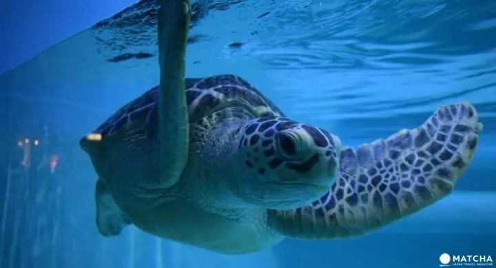 Guía de Viaje de Fukuoka – ¡Visita una de las ciudades más vibrantes de Japón!