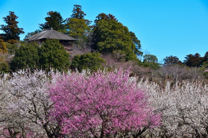 昔の侍文化が色浓く残っている茨城の歴史スポット7选