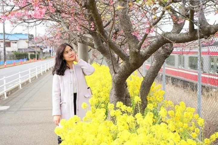 Using the Misaki Maguro Pass in Spring! Kawazu Sakura Festival in Miura