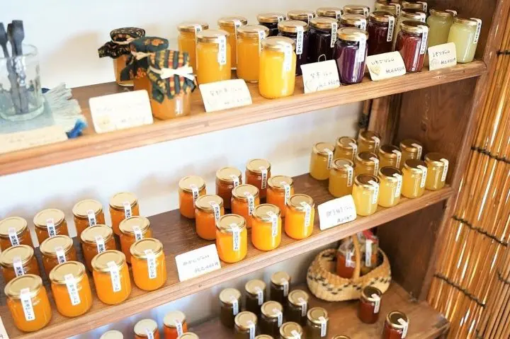 Using the Misaki Maguro Pass in Spring! Kawazu Sakura Festival in Miura