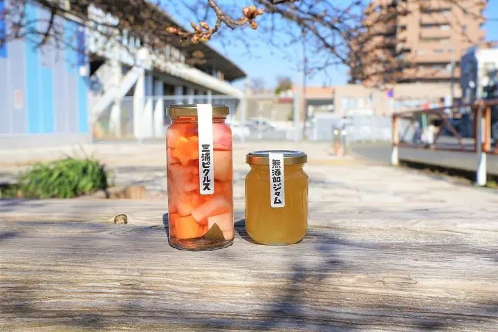 Using the Misaki Maguro Pass in Spring! Kawazu Sakura Festival in Miura