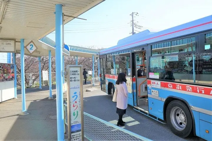 Using the Misaki Maguro Pass in Spring! Kawazu Sakura Festival in Miura