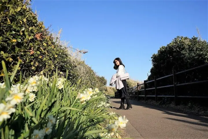 Using the Misaki Maguro Pass in Spring! Kawazu Sakura Festival in Miura