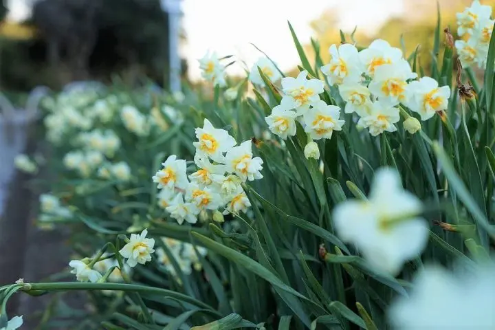 Using the Misaki Maguro Pass in Spring! Kawazu Sakura Festival in Miura