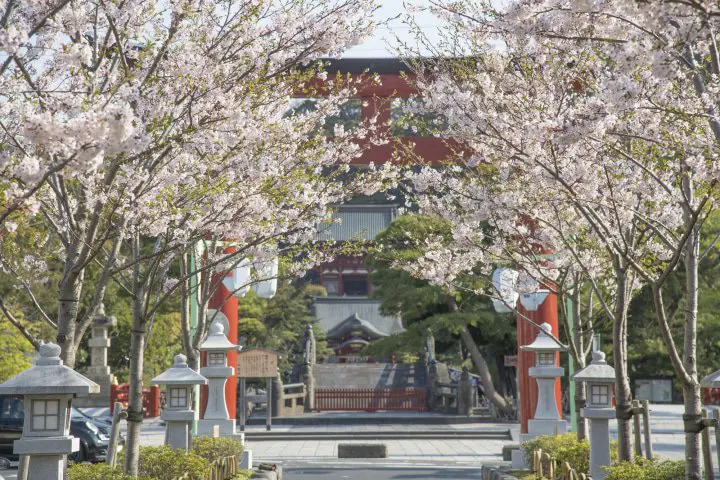 鳩との意外な関係がおもしろい?鎌倉幕府として日本の中心地だった鎌倉「鶴岡八幡宮」