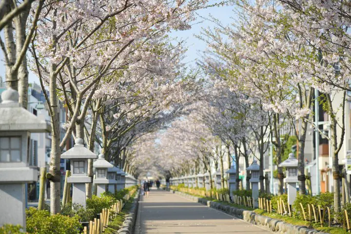鳩との意外な関係がおもしろい?鎌倉幕府として日本の中心地だった鎌倉「鶴岡八幡宮」