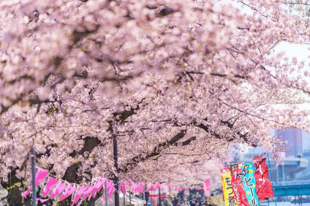 浅草観光のあとに桜を見るには？隅田川沿いのお花見スポット3選