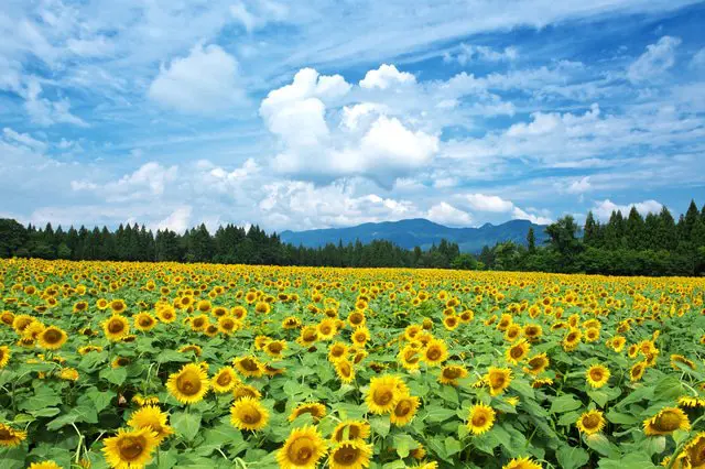 Niigata's Tsunan Sunflower Field Annually Attracts 70,000 Visitors