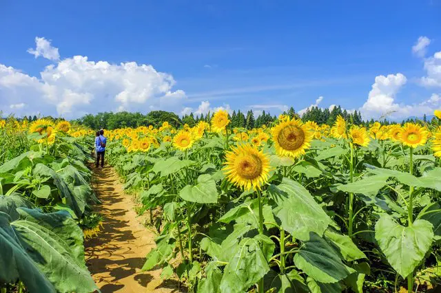 Niigata's Tsunan Sunflower Field Annually Attracts 70,000 Visitors
