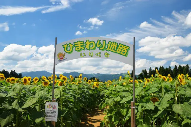 Niigata's Tsunan Sunflower Field Annually Attracts 70,000 Visitors