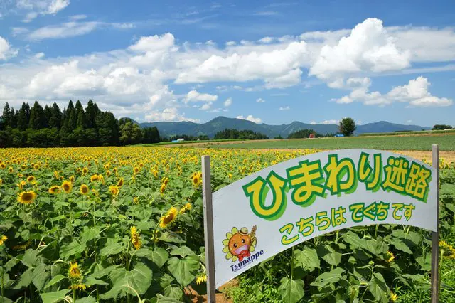 Niigata's Tsunan Sunflower Field Annually Attracts 70,000 Visitors