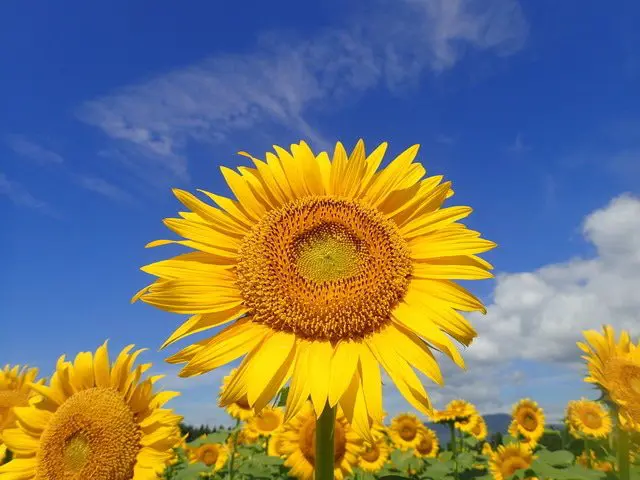 Niigata's Tsunan Sunflower Field Annually Attracts 70,000 Visitors