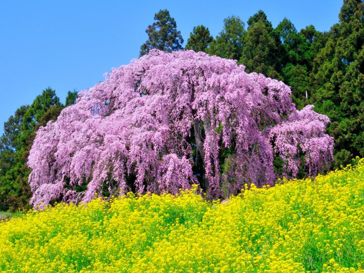 お城・桜・温泉・お祭り! 福島・二本松で「美しい日本」に出会う旅へ