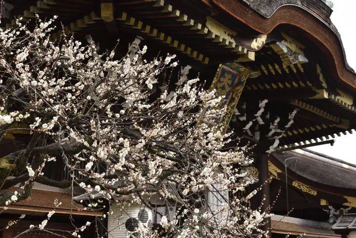 Kitano Tenmangu Shrine, Kyoto - Offer A Prayer To The God Of Scholars