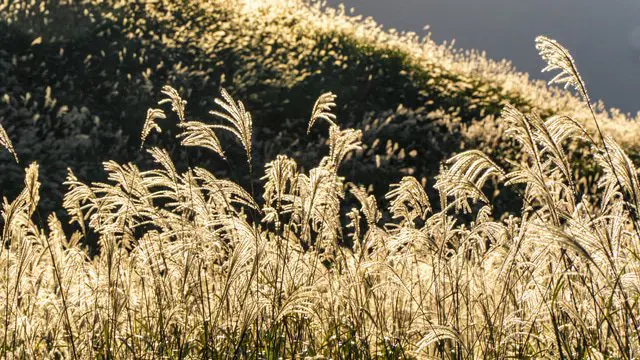 箱根の秋の2大スポット「長安寺」と「仙石高原」