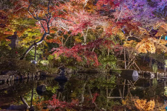 紅葉を楽しむならここ!鎌倉の紅葉スポット(鶴岡八幡宮、源氏山公園、明月院、長谷寺)