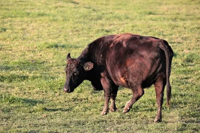 Wagyu Beef Guide: Where To Enjoy Kobe Beef And Other Wagyu Brands