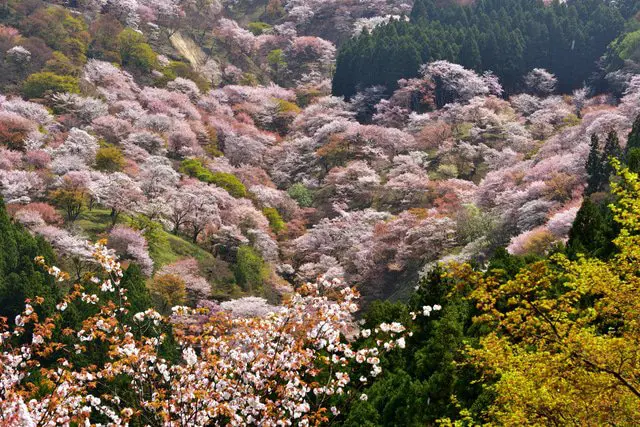 Nara Travel Guide - Get To Know Japan's Ancient Capital