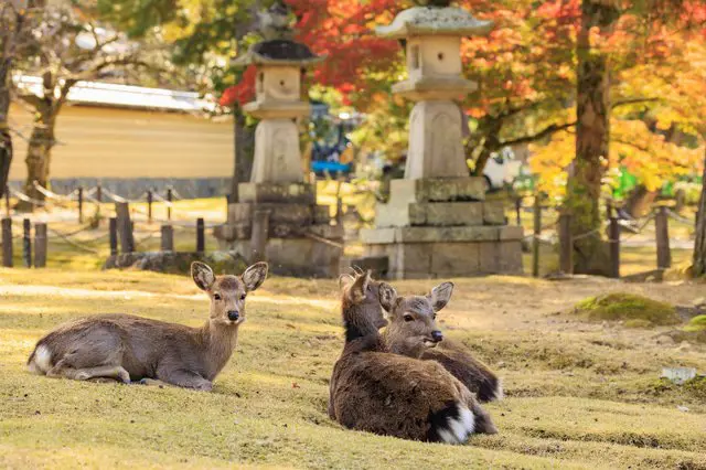 Nara Travel Guide - Get To Know Japan's Ancient Capital