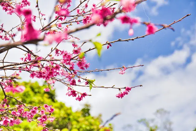 Okinawa Travel Guide: Access, Weather, And Beaches