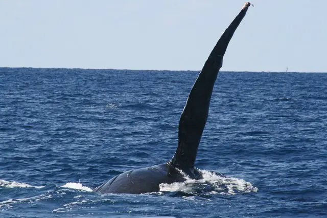 Okinawa Travel Guide: Access, Weather, And Beaches