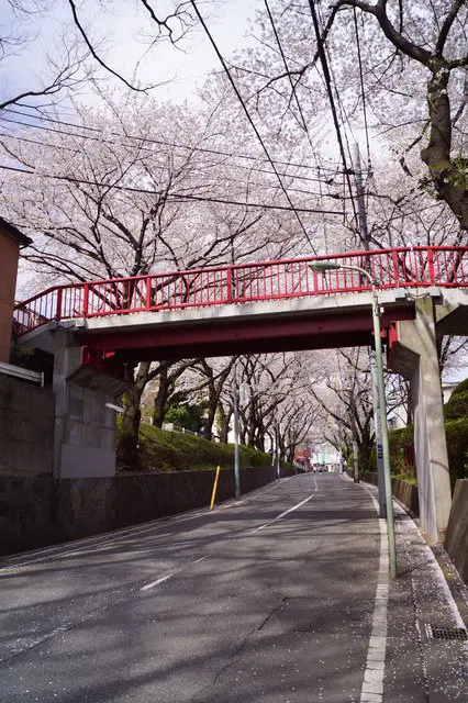 【絶景】福山雅治『桜坂』の舞台で見る、春だけの