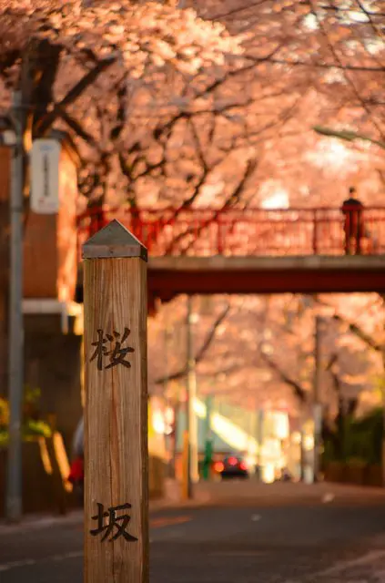 【絶景】福山雅治『桜坂』の舞台で見る、春だけの