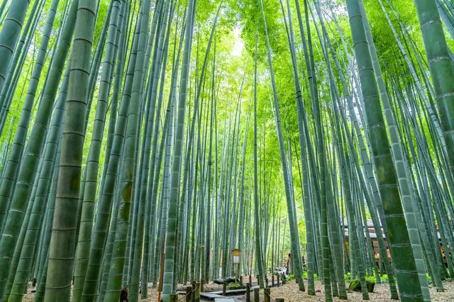 Ver el histórico Kamakura: un viaje de un día desde Tokio
