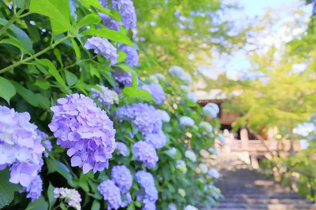 抹茶推薦------從東京可以日歸的鎌倉1日遊計畫！