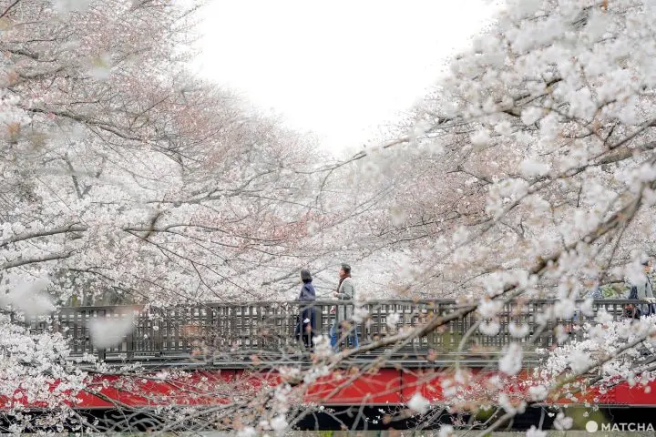 東京 賞櫻