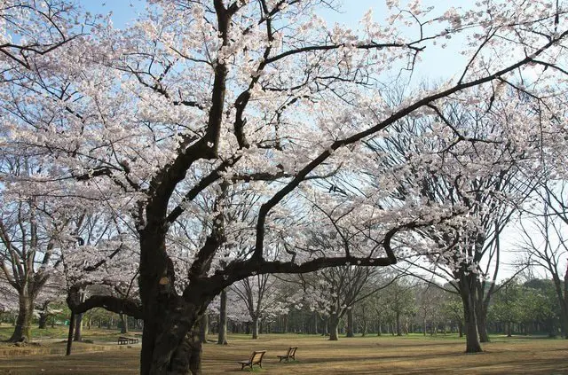 東京的櫻花景點20選 & 看點情報(2022年版)