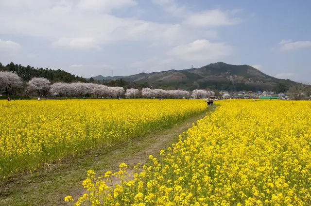 東京から日帰りハイキング。埼玉・日和田山で週末リフレッシュ