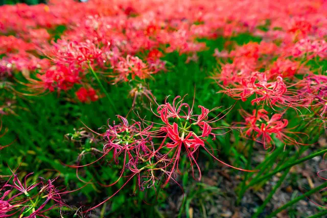 東京から日帰りハイキング。埼玉・日和田山で週末リフレッシュ