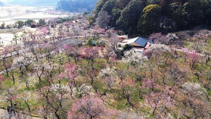Ibaraki: Enjoy Nature and Japanese Culture Near Tokyo! 5 Special Tours