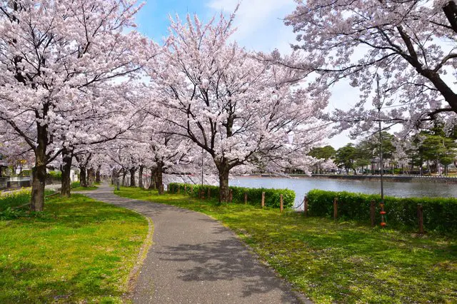 【新潟】4000棵櫻花樹 日本三大夜櫻「高田公園」