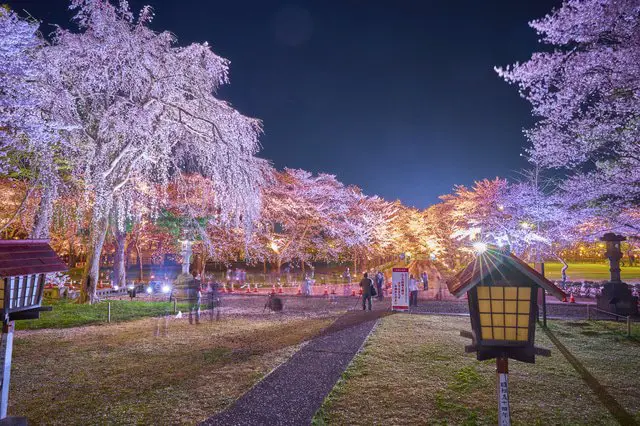 【新潟】4000棵櫻花樹 日本三大夜櫻「高田公園」