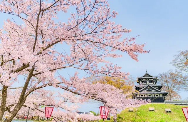 【新潟】4000棵櫻花樹 日本三大夜櫻「高田公園」