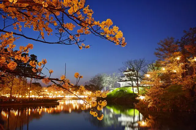 【新潟】4000棵櫻花樹 日本三大夜櫻「高田公園」