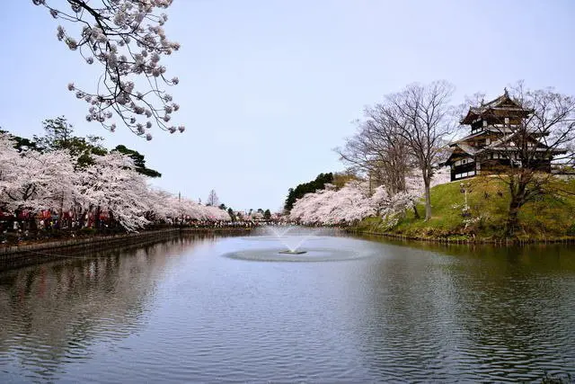 【新潟】4000棵櫻花樹 日本三大夜櫻「高田公園」