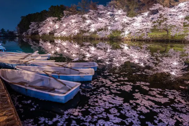 【新潟】4000棵櫻花樹 日本三大夜櫻「高田公園」