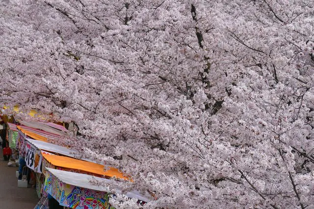 【新潟】4000棵櫻花樹 日本三大夜櫻「高田公園」